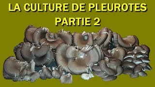 pleurote champignon 2018 Culture des Pleurotes Partie 2 [upl. by Gretel]