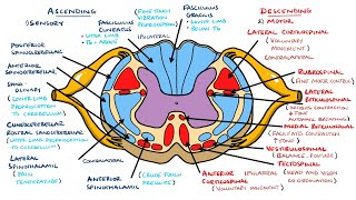 Ascending and Descending Spinal Cord Tracts Made Easy [upl. by Sarine]