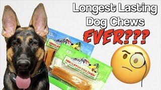 Himalayan Dog Chew Review Longest lasting chew EVER [upl. by Milissa403]