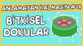 Anlamayan Kalmasın 14 Bitkisel Dokular [upl. by Auric125]