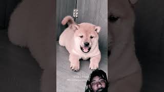 😁😁 dog shiba puppy cute funny pets cutedog animals doglife funnyfailsmoments [upl. by Adnoval]