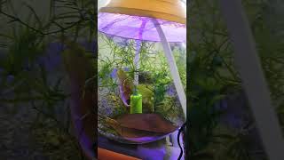 Shrimp Breeding setup fishbowlsetup fishtank plantedtanklightshrimp [upl. by Ennairac939]