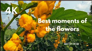 best moment of flowers beauti and naturegiftsofthenature [upl. by Magena]