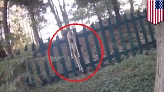 Michigan cop filmed saving deer stuck upside down on a fence  TomoNews [upl. by Korb75]