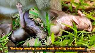 The baby monkey was too weak to hold on to its mother and fell to the ground The life of the monkey [upl. by Novyad]