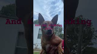 My little dogie do music dog pets funny cute cutedog [upl. by Assirac]