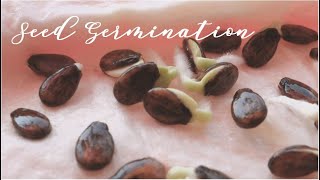 Paper Towel Seed Germination  Watermelon and Tomato Seeds Progress in 1 week [upl. by Ytram]