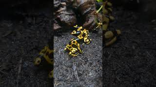 yellow poison dart fwogs🐸🐸 frog funny nature [upl. by Seagrave204]