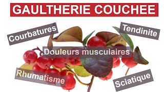 Gaulthérie couchée  Recettes et astuces pour des douleurs [upl. by Nwhas202]