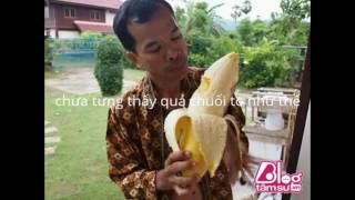 Biggest Banana In The World Musa Ingens [upl. by Faunie]