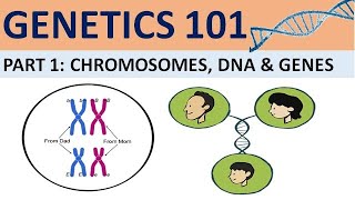 GENETICS 101 Part 1 Chromosomes DNA and Genes CXC Biology Tutor [upl. by Sloane]