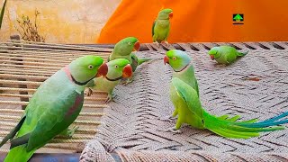 So Amazing Video Of Talking Parrots On Charpai [upl. by Bertrando]