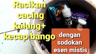 Racikan cacing kalungkecap bangoesen mistis [upl. by Stargell]