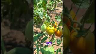 Tomato lying down horizontal GardeningHacks SustainableLiving UrbanGardening PlantCare Garde [upl. by Fidole]