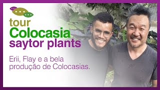 TOUR COLOCASIAS SAYTOR PLANTS  24 variedades para você descobrir [upl. by Zelde]