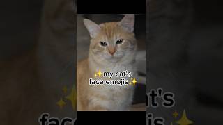 Emoji Master cat cats catlover pets shorts foryou catvideos cute trending funnycats [upl. by Cirala]