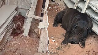 Considered a machine the 2 old dogs hid at a construction site hoping the owner wouldnt find them [upl. by Ecadnarb888]