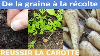 Comment réussir les CAROTTES au potager [upl. by Noremak]