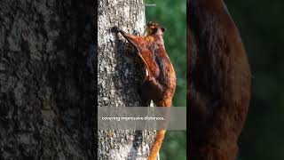 Red Giant Flying Squirrel  Gliding Enthusiast of the Canopy [upl. by Eelarac]