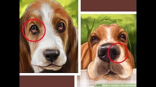 Top 10 Interesting Facts About Basset Hound [upl. by Aiderfla]