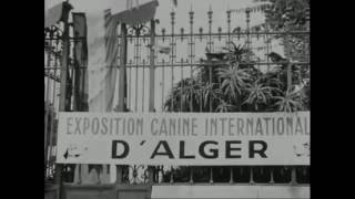 9e exposition canine internationale dAlger 1951 [upl. by Nanreit]