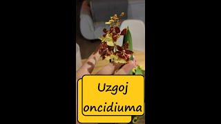 Uzgoj oncidium orhideja [upl. by Silsby]