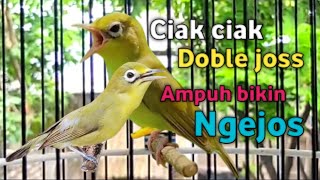 CIAK CIAK DOBLE JOSS KECIAL KUNING GACOR  AMPUH BIKIN KECIAL CEPAT NGEJOS [upl. by Eberto293]