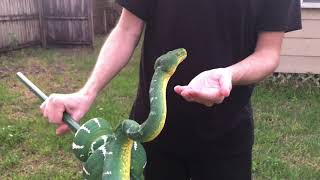 Mayamara  Northern Emerald Tree Boa handling Corallus Caninus [upl. by Cortie]