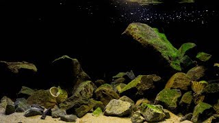 BADC2018  Lake Tanganyika at Kasanga biotope shallow precipitous rocky habitat 546 L [upl. by Llenad]