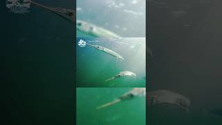 garfish fishing fish fishingislife escapecam havørredfiskeri seatroutfishing havørred [upl. by Wendolyn]