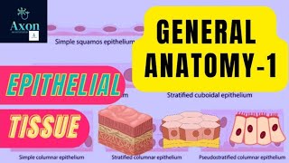 General Anatomy Lecture1  Epithelial Tissue AK Dutta  BDC  Vishram Singh  MBBS First Year [upl. by Ware396]