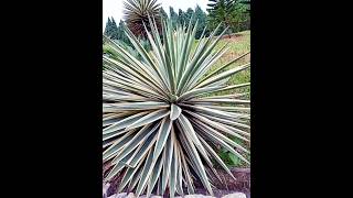 Agave Angustifolia [upl. by Zillah]