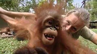 Annual Holiday  Orangutan Diary  BBC Earth [upl. by Candy654]