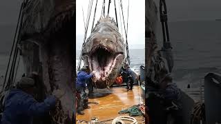 A Mysterious Catch That Left Fishermen Terrified – See It Here [upl. by Hurty]