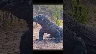 🐉 El Enigma del Dragón de Komodo El Último Depredador Prehistórico 🦖 animales animalshorts [upl. by Ardnaiek]