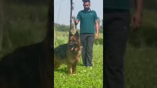 Top Quality German Shepherd dog ayush saxena sanu dog dogsmart germanshepherd doglover [upl. by Seward877]