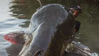 Incredible Huge Catfish 85 feet  250 LBS  HD by Yuri Grisendi [upl. by Costanza]