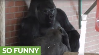 Gorilla makes faces at dad then the unexpected happens [upl. by Airdna531]