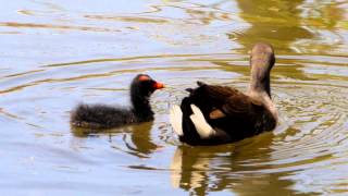 Dusky Moorhen Gallinula tenebrosa with Chick  Papua Teichhuhn mit Küken [upl. by Kopans163]