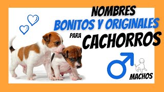 NOMBRES PARA PERROS MACHOS PEQUEÑOS  Los más Bonitos y Divertidos que verás HOY [upl. by Notla]