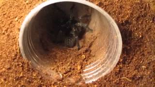 Part 3 Of 3 From Beginner To Advanced Tarantula KeepingFeeding [upl. by Enymsaj]