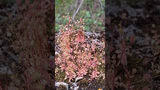 A pretty little plant that most people dont notice the saxifrage Shorts [upl. by Asenej864]