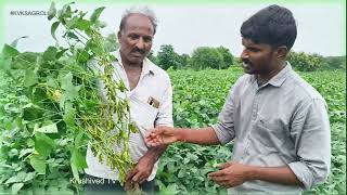 CFLD oilseeds अंतर्गत दिलेल्या KDS753 या सोयाबीन वाणाविषयी शेतकऱ्याचे मनोगत soybean farmer kvk [upl. by Adis]