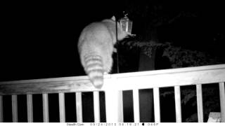 Raccoon vs harmlessly electrified bird feeder [upl. by Il]