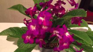 Streptocarpus Spin Art grown by Olga Semova [upl. by Nnad235]