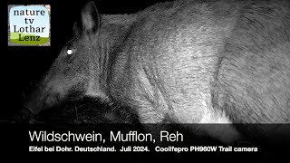 Wildschwein Mufflon Reh Eifel Deutschland Coolifepro PH960W [upl. by Nnairet]