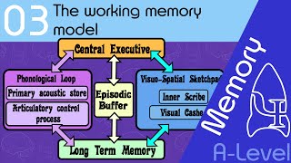 The working memory model AQA ALevel [upl. by Airetnahs]