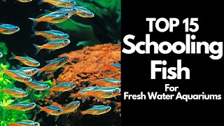 The 15 BEST Schooling Fish For Freshwater Aquariums 🐟 [upl. by Aicertal]