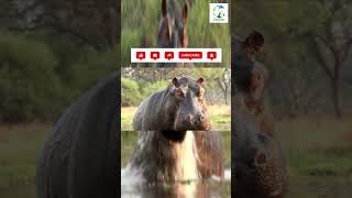 👀🦛Tense Moment As Bull Hippo CHARGES shorts animals hippo wildlife dangerousanimals wild [upl. by Yarezed397]