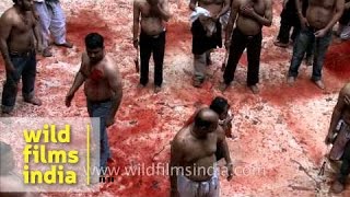 Self flagellation and bloodshed on Muharram in India [upl. by Oiluarb]